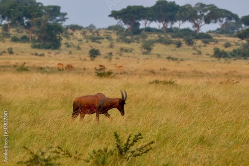 Fototapeta Naklejka Na Ścianę i Meble -  antelope in the savannah  in uganda