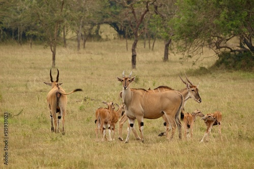 antelope in the savannah in uganda