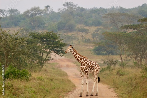 Photography giraffe walking in the savannah in uganda