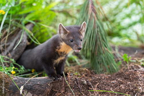 American Pine Marten (Martes americana) Kit Emerges From Under Logs Summer