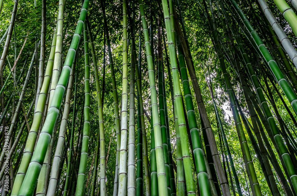green bamboo forest background green bamboo forest background