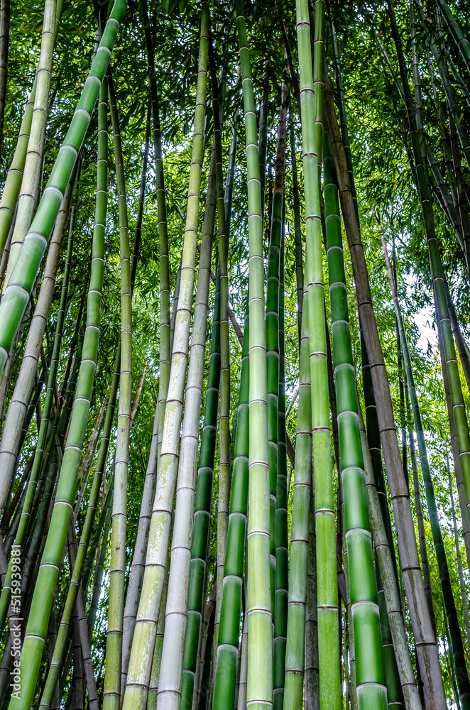 green bamboo forest background green bamboo forest background