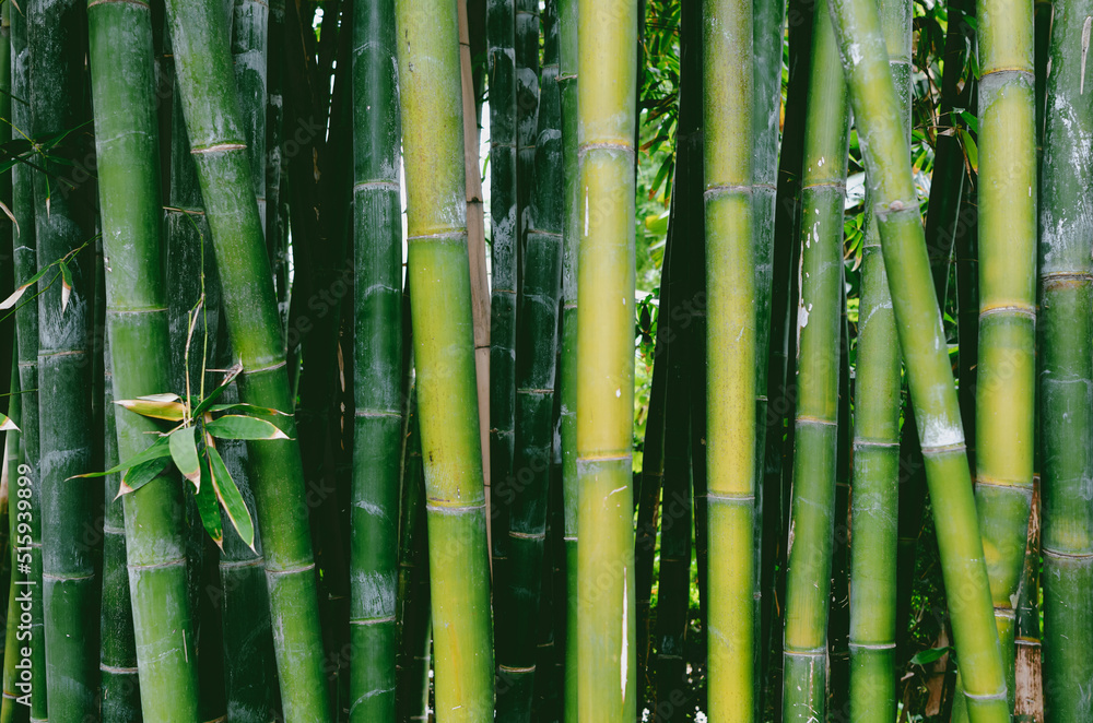 Obraz premium green bamboo forest close up