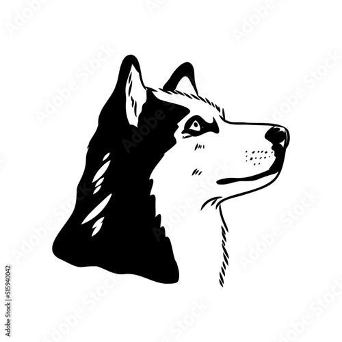 Husky isolated on white background. Stencil. Dog silhouette.