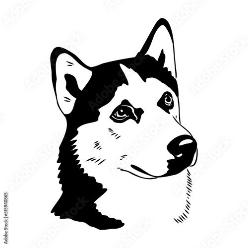 Husky isolated on white background. Stencil. Dog silhouette.