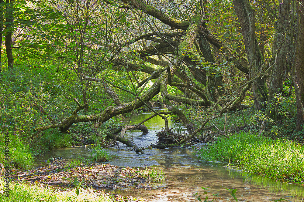a summer landscape of a forest stream with a fallen tree a summer landscape of a forest stream with a fallen tree
