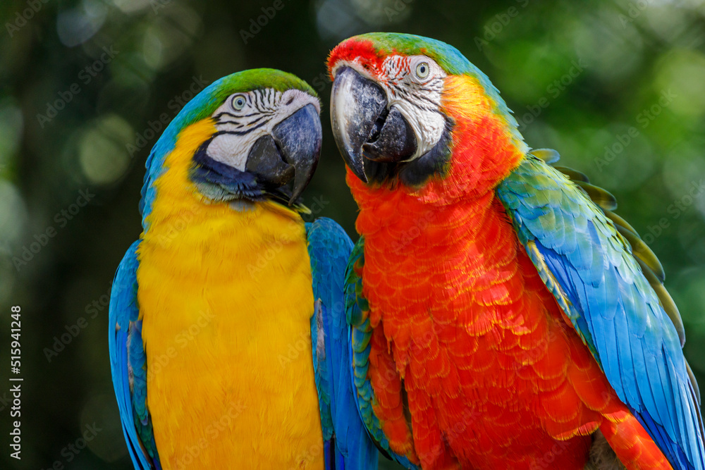 Colorful macaw parrots affection together in Pantanal, Brazil