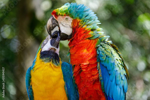 Colorful Macaw parrot couple kissing affection in Pantanal, Brazil