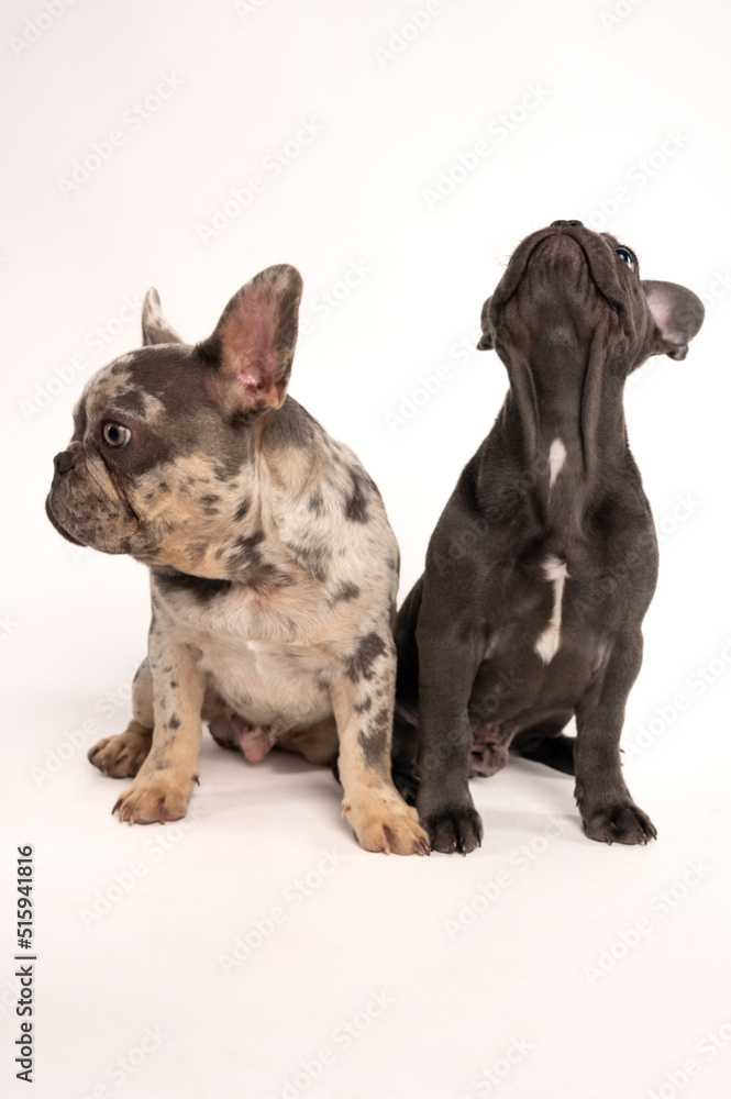 Obraz premium A couple of adorable French bulldogs sitting on a white background