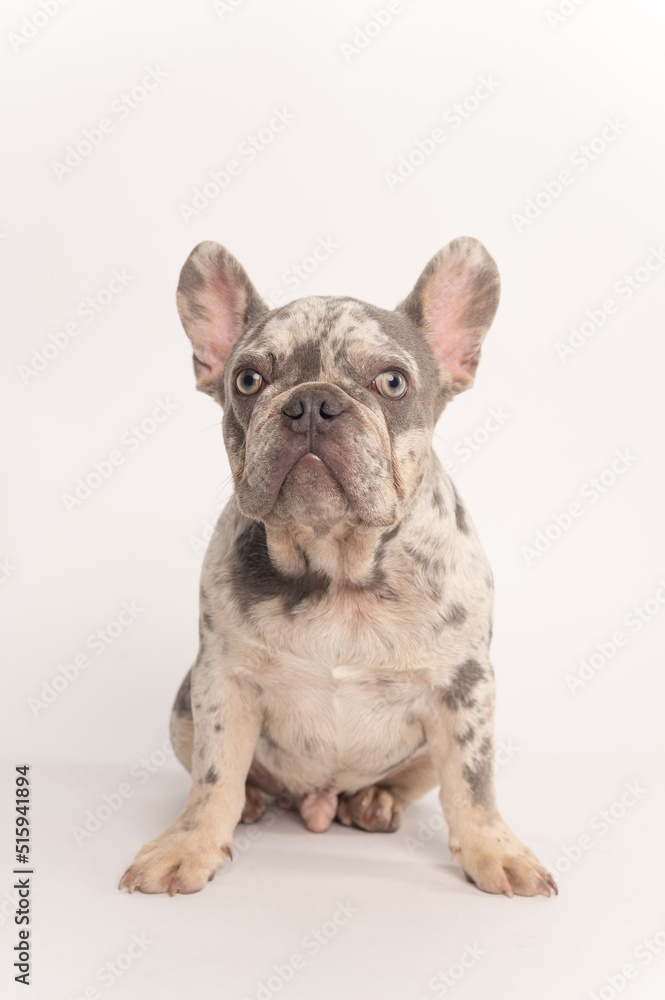 Adult spotted French bulldog looking at the camera on a white background