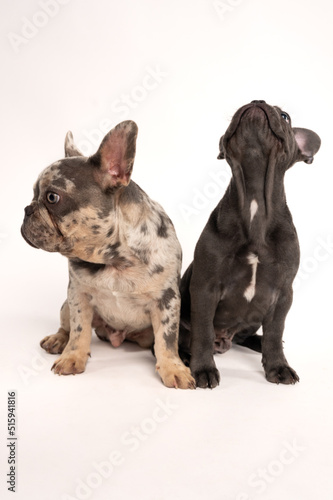 A couple of adorable French bulldogs sitting on a white background