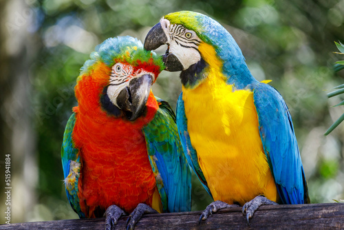 Colorful macaw parrots affection together in Pantanal, Brazil