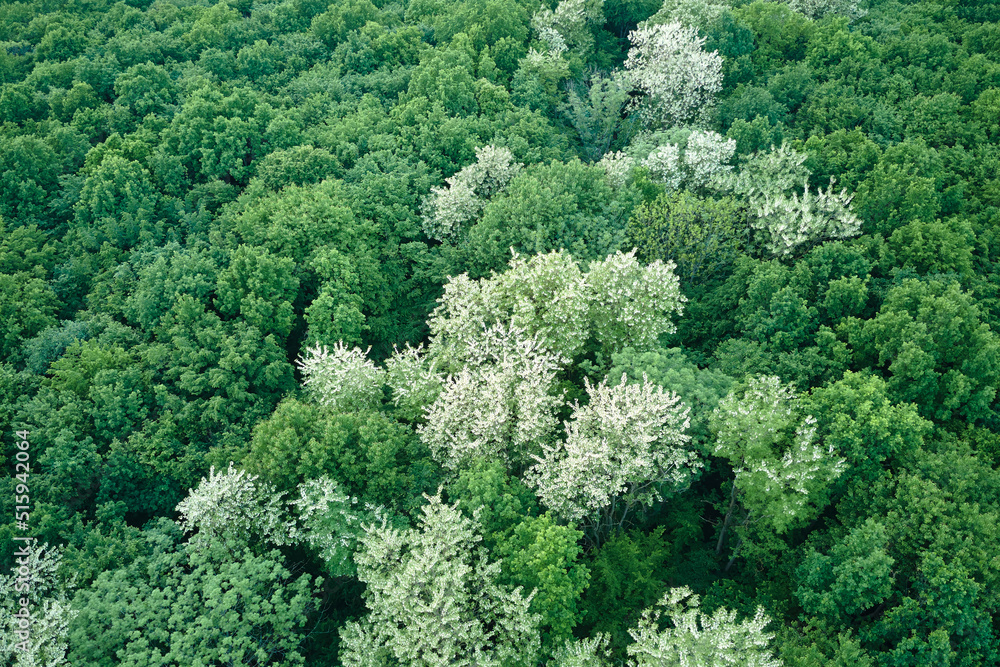 Fototapeta premium Top down flat aerial view of dark lush forest with blooming green trees canopies in spring