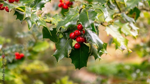 Holly Bush