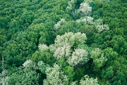Top down flat aerial view of dark lush forest with blooming green trees canopies in spring
