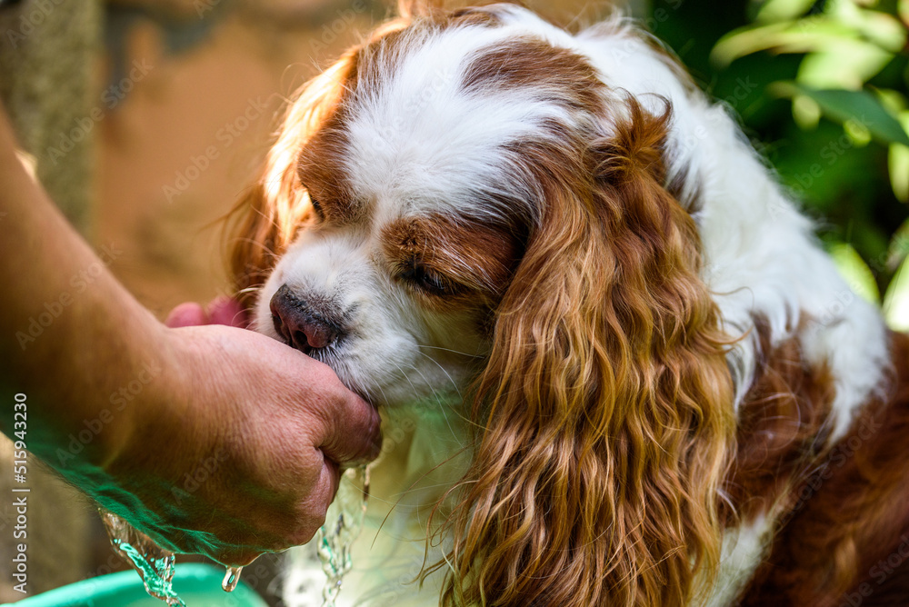 Cavalier king charles spaniel drinks water from human hand