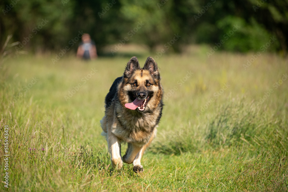 German shepherd