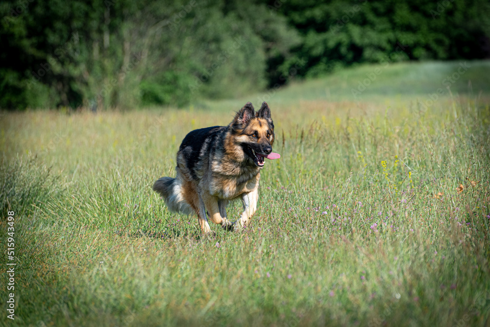 German shepherd German shepherd