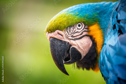 Yellow and blue Macaw parrot in Brazil