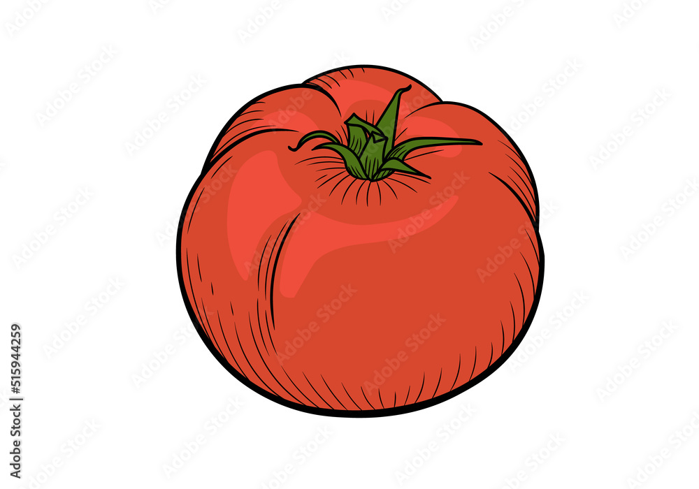 One red tomato on a white background. Vector illustration in a linear style. EPS 10. Isolated hand drawing. One red tomato on a white background. Vector illustration in a linear style. EPS 10. Isolated hand drawing.