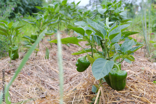 Cultivation of Bulgarian pepper in the backyard. Pepper plants with straw laid to save vegetables.