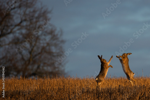 Boxing hares at dawn © Anne