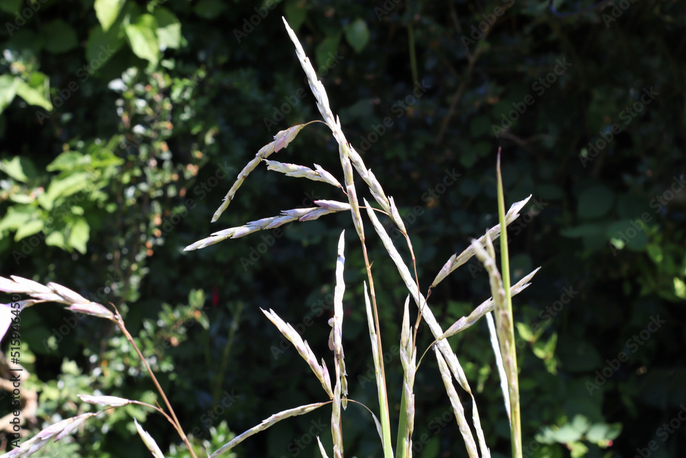 Delicate wispy heads of grass against a background of dark green foliage Delicate wispy heads of grass against a background of dark green foliage