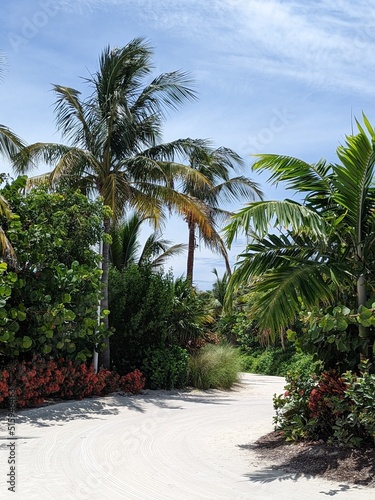 palm trees on the beach