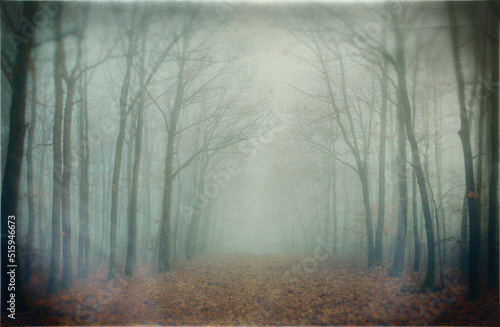 Mysterious forest in fog with vintage photo with film grain and frame wit wet plate technique