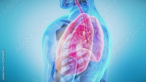 Human Respiratory System Anatomy Animation of Transparent Body Rotating in Seamless Loop with highlighted Lungs. photo