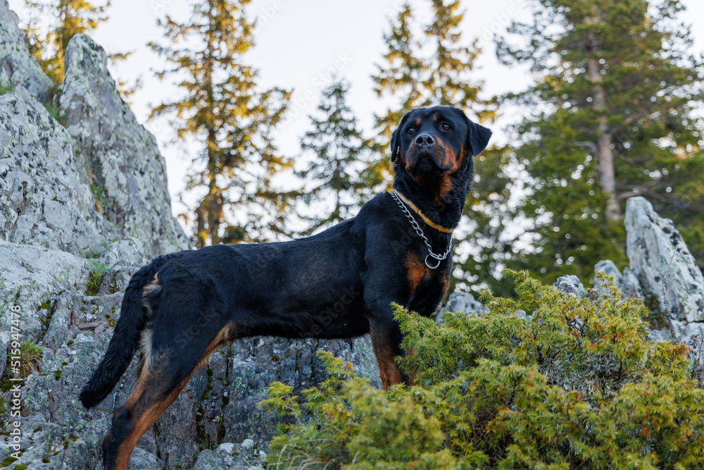 Dog of Rottweiler breed stands on ledge of mountain with vegetation and forest against backdrop of sky