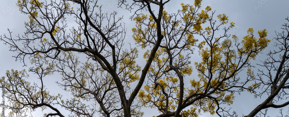 Yellow Tree Flowers and Brown Branches Below a White and blue sky. Yellow Tree Flowers and Brown Branches Below a White and blue sky.