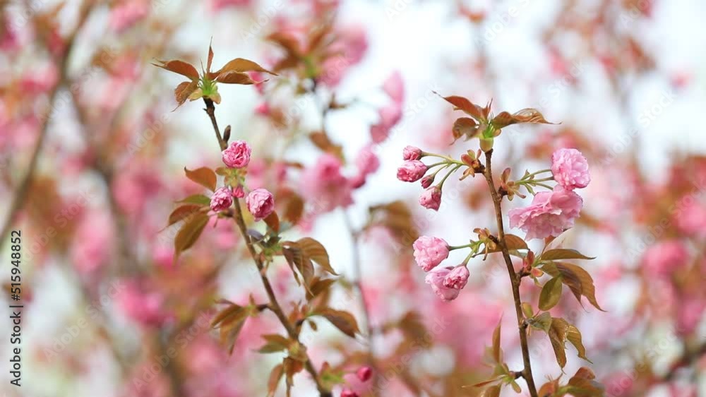 Beautiful cherry blossoms are in the park, North China Beautiful cherry blossoms are in the park, North China