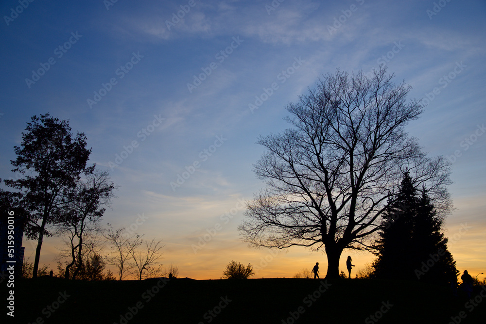 Silhouette of maple trees in the public park in twilight