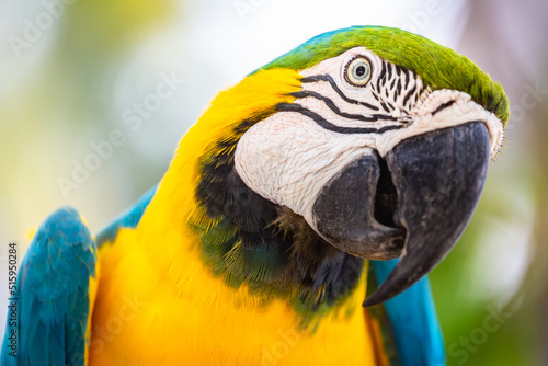Yellow and blue Macaw parrot in Pantanal, Brazil