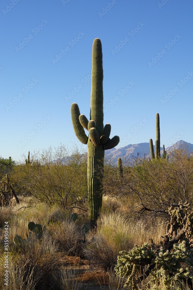 Saguaro National Park, AZ