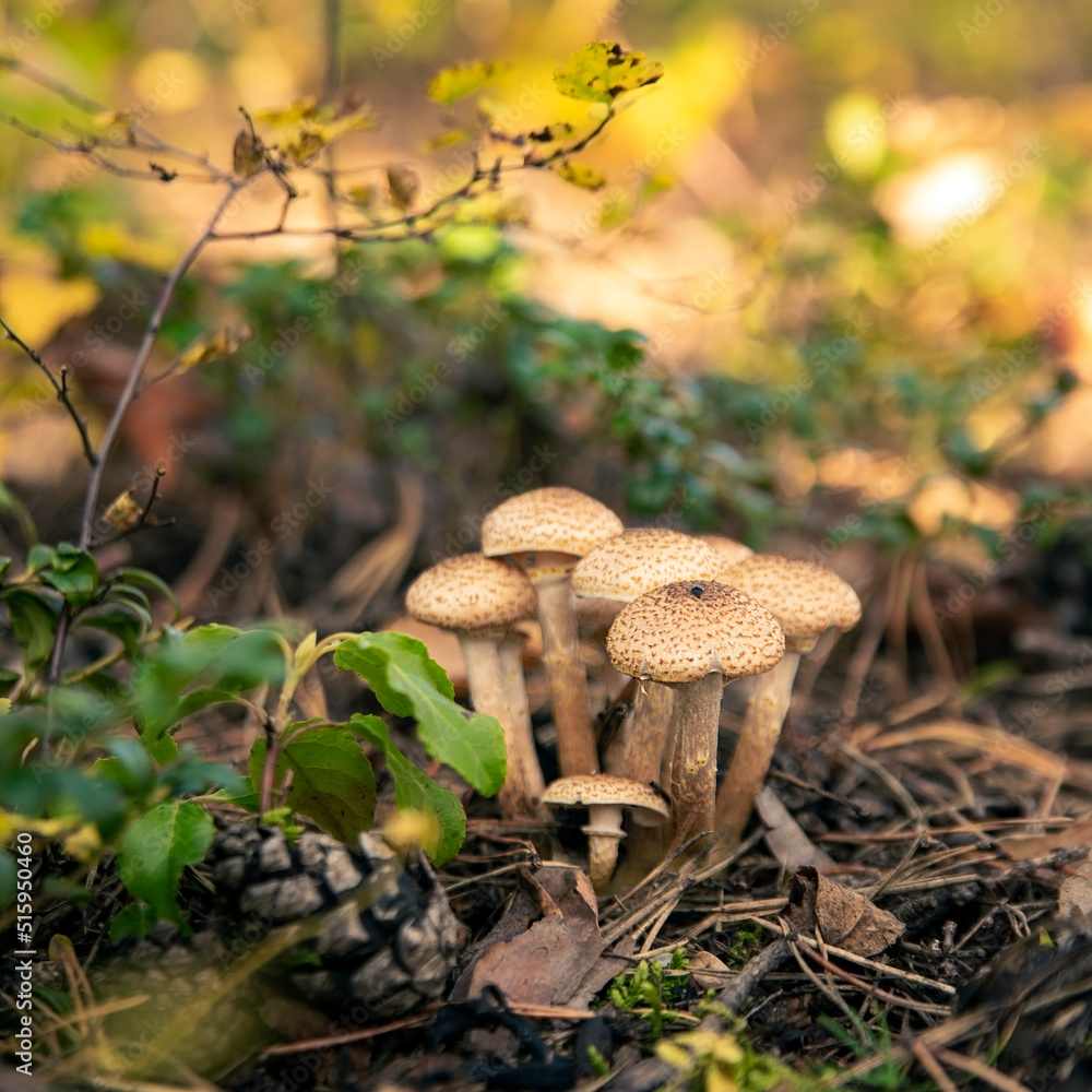 Edible honey mushrooms in the forest. Vegetarian food. Food rich in protein and fiber. Edible honey mushrooms in the forest. Vegetarian food. Food rich in protein and fiber.