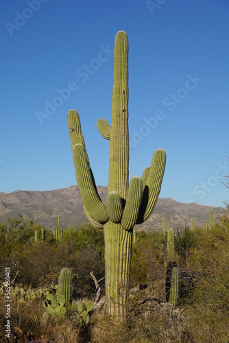 Saguaro National Park, AZ