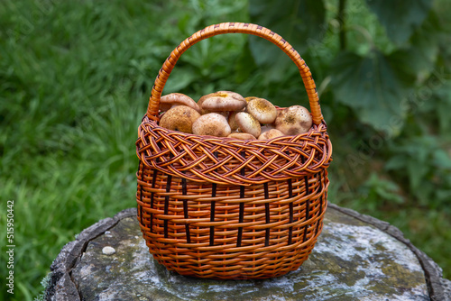 Edible mushrooms in a basket. Vegetarian food. Food rich in protein and fiber.
