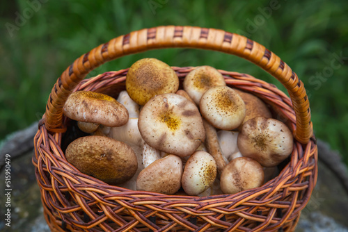 Edible mushrooms in a basket. Vegetarian food. Food rich in protein and fiber.