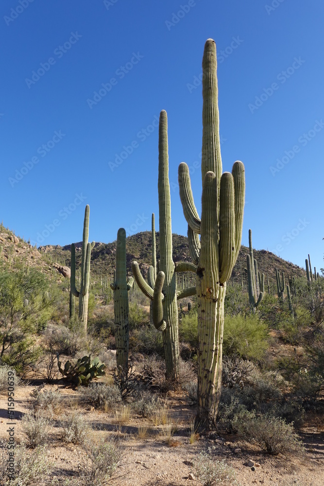 Saguaro National Park, AZ