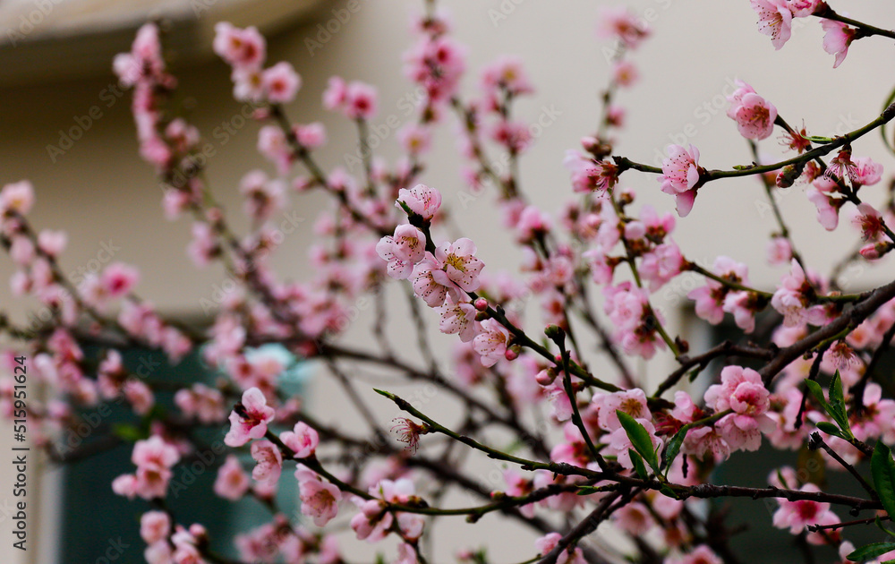 pink peach blossoms