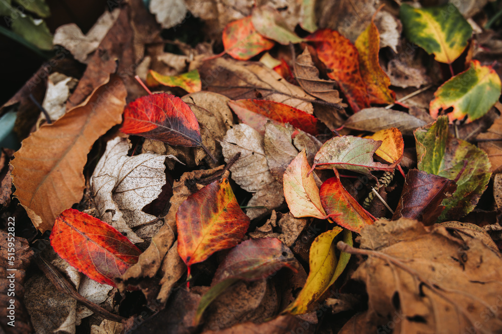 Background of fallen red, orange, yellow and brown leaves. Autumn concept texture. 