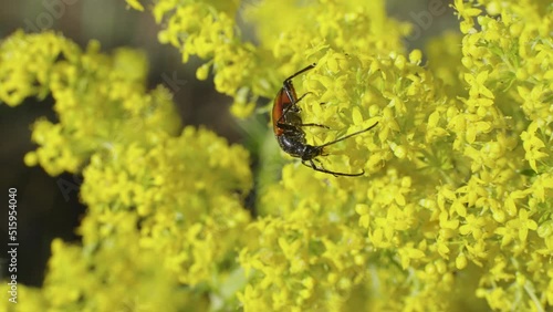 Beetle from the Alleculidae family eats pollen on yellow flowers. Macro shoot. photo