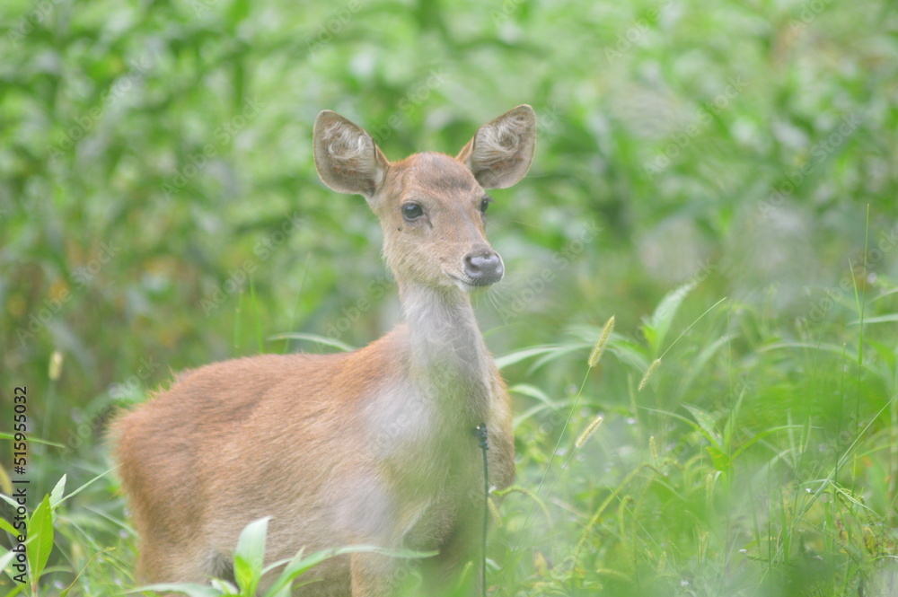 Merauke's deer is a mammal that is characteristic of southern Papua, where almost all of its forests are filled with this star. sometimes it becomes an additional source of income for local people by 