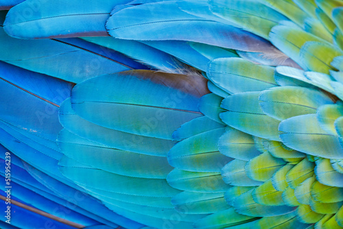 Abstract pattern of Macaw parrot feathers close-up