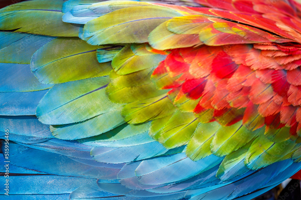 Obraz premium Abstract pattern of Macaw parrot feathers close-up
