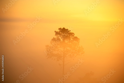 Misty landscape with fir forest on a Foggy Morning.