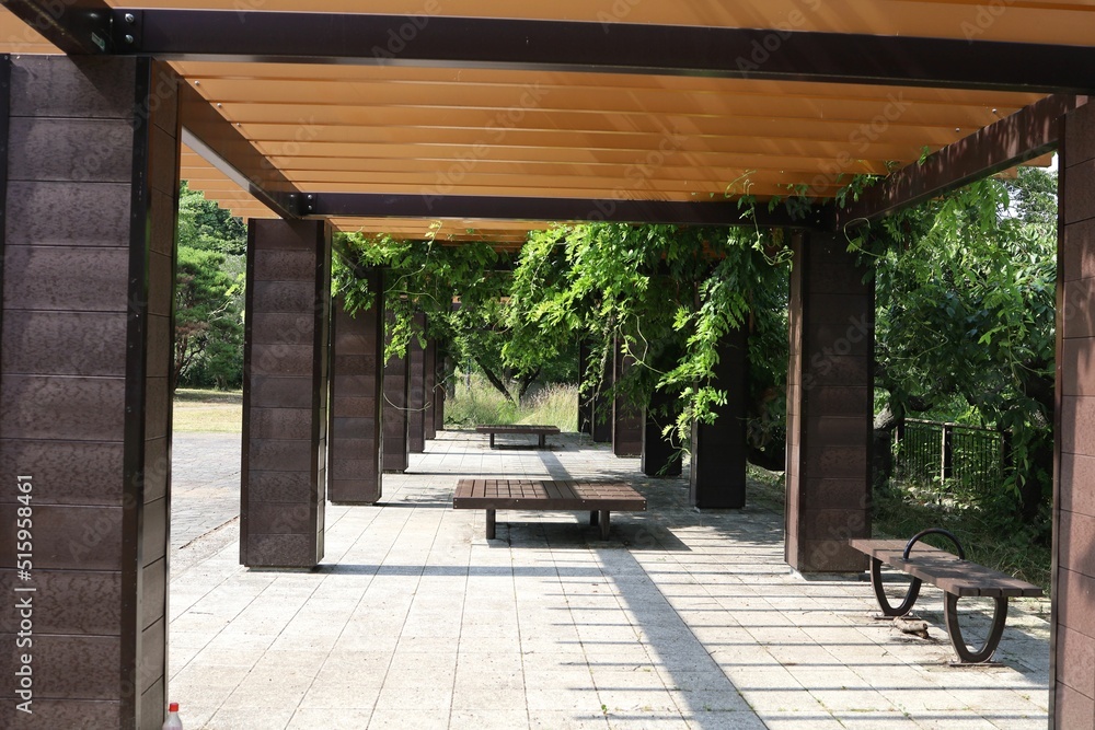 Japanese summer wisteria trellis. Japanese summer wisteria trellis.