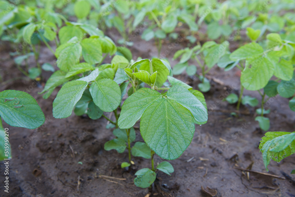 Agricultural soy plantation in the morning. Green growing soybeans plant Agricultural soy plantation in the morning. Green growing soybeans plant